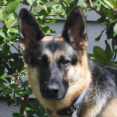 Profile Picture of Robert Souza (@SonomaSouza) on Twitter