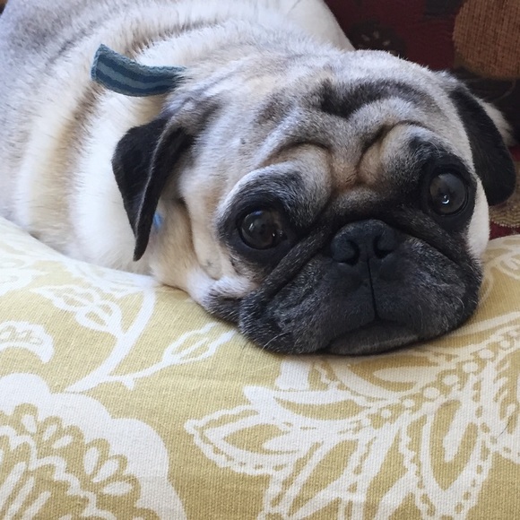 Profile Picture of Georgeann Eiland (@gigilpug) on Poshmark