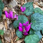 Carole Grossenbacher - Instagram Profile Picture of Carole Grossenbacher (@carolegrossenbacher) on Instagram