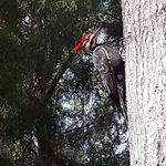 Profile Picture of Ron Nadeau (@gsm6037655330) on Instagram