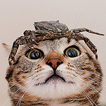 Profile Picture of steven koh (@stevenk1091) on Flickr