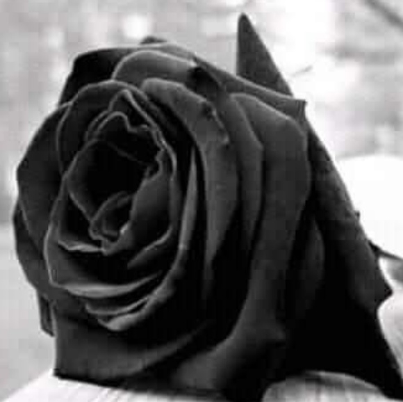 Griselda Portillo - Poshmark Profile Picture of Griselda Portillo (@griselda1996) on Poshmark