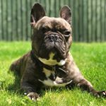 Profile Picture of Jones the One-Eyed Frenchie (@jonesthefrenchie) on Instagram