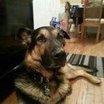 Profile Picture of Andrew Novall (@andrew_kossovich) on Instagram