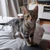 Profile Picture of James Clue (@@luna.meow1) on Tiktok