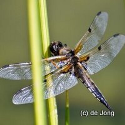 Profile Picture of Alexander De Jong (@alex_777de) on Twitter