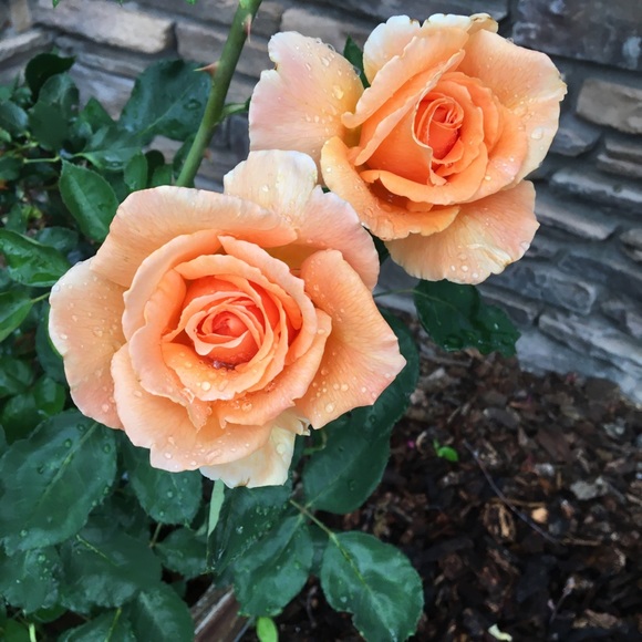 Profile Picture of Loretta Vasquez (@vasquezloretta) on Poshmark