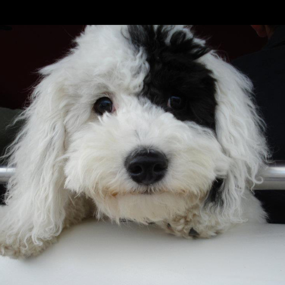 Profile Picture of Julie Gisonda (@juliibulii) on Poshmark