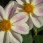 Profile Picture of Kelly Kohut (@kellykohut) on Instagram