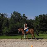 Paula Salisbury - Instagram Profile Picture of Paula Salisbury (@salisburystables) on Instagram