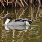 Profile Picture of kevin_le_canard (@kevin_le_canard) on Instagram