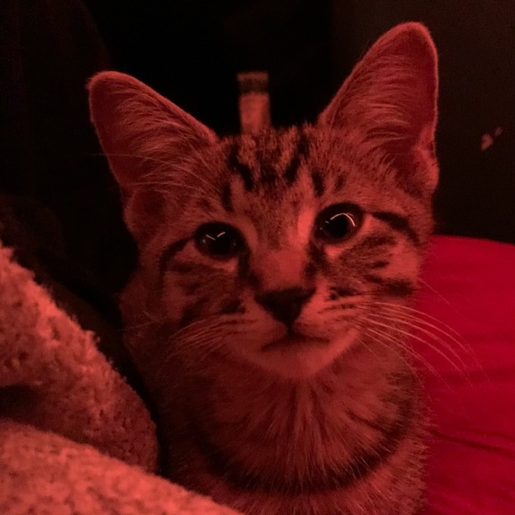 Abbi Trickett - Poshmark Profile Picture of Abbi Trickett (@abbitrickett) on Poshmark