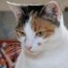 Profile Picture of Caroline Lefever (@carolinelefever) on Pinterest