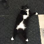 Profile Picture of Mikemarmer (@sienna_arlene902) on Instagram