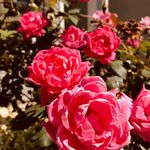 Profile Picture of Ardella Matthews (@matthews.ardella) on Instagram