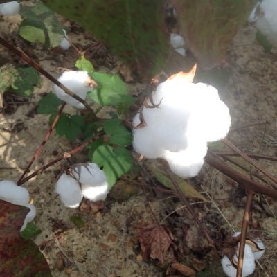 Profile Picture of Crystal L Carter (@cricklemethis) on Twitter