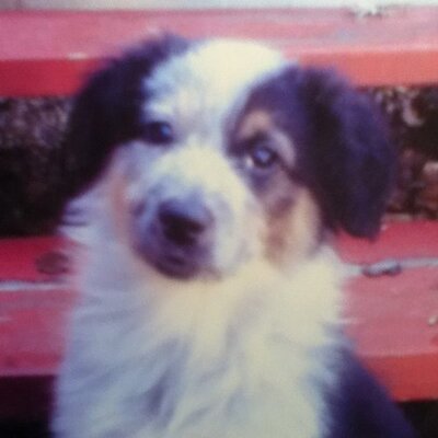Profile Picture of Andrew Starkey (@andrewstarkey61) on Twitter