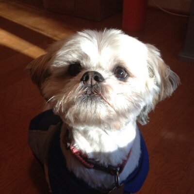 Profile Picture of Full Of ShihTzu (@FullOfShihTzu) on Twitter
