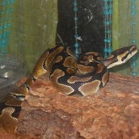 Profile Picture of Brandi Shanks (@brandi-shanks) on Quora