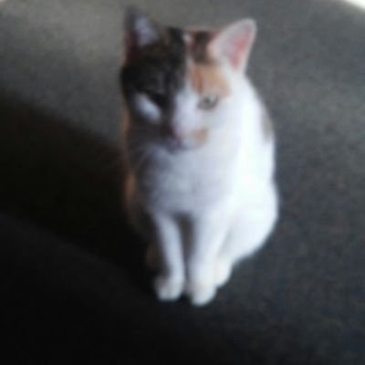 Profile Picture of Doug Levy (@DougLevy10) on Twitter