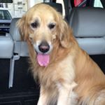 Profile Picture of Ben Jakubowicz (@benythejewishdoggy) on Instagram