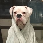 Profile Picture of Gasper (@gasper.boxer) on Instagram