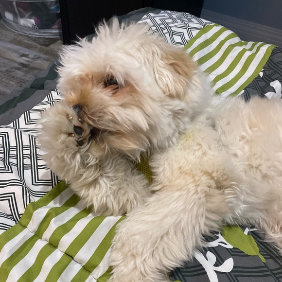 Profile Picture of Jaypee Javier (@jp_jayy) on Poshmark