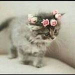 Profile Picture of arwa ahmed saloum (@awraahmedsalloum) on Instagram