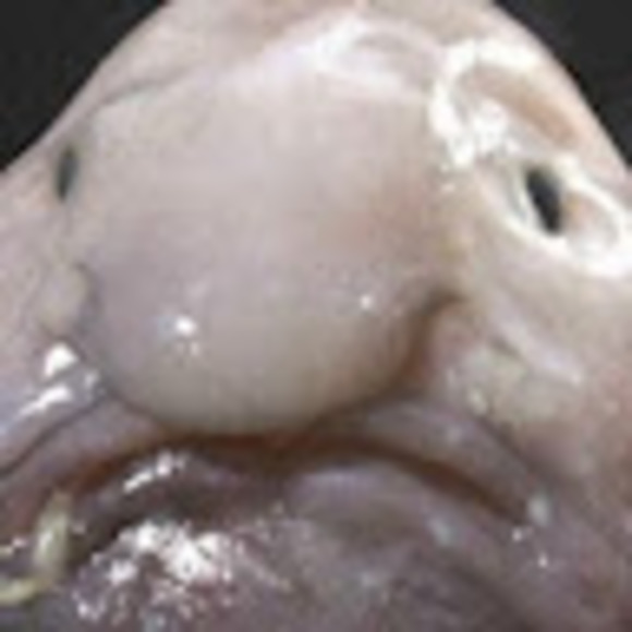 Profile Picture of Fuss for the win Fuss (@mikethefuss) on Poshmark