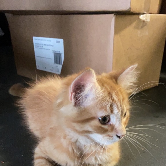 Profile Picture of Daniel Frattaroli (@danielfrattarol) on Poshmark