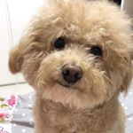 fanchiuuu - Instagram Profile Picture of fanchiuuu (@fanchiuuu) on Instagram