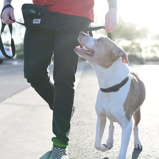 Profile Picture of Richard Courtney, CPDT-KA (@richard_dylan) on Instagram