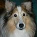 Profile Picture of Shirley Curry Hansen (@shirlz2) on Pinterest