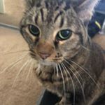 Profile Picture of Matthew Topolski (@matthewgaga) on Instagram