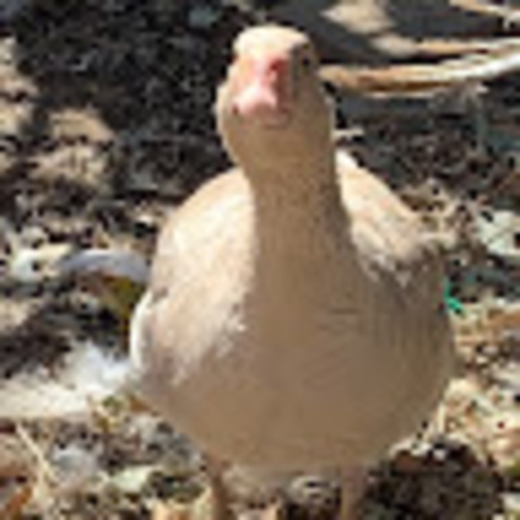 Profile Picture of Albert George (@geofriedli) on Poshmark