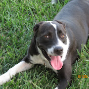 Profile Picture of Casey Wolf (@caseywolf9988) on Youtube