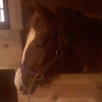 Profile Picture of angela haase (@jumping_lover) on Instagram