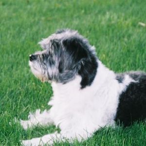 Profile Picture of Randy Stratman (@tzusie) on Myspace