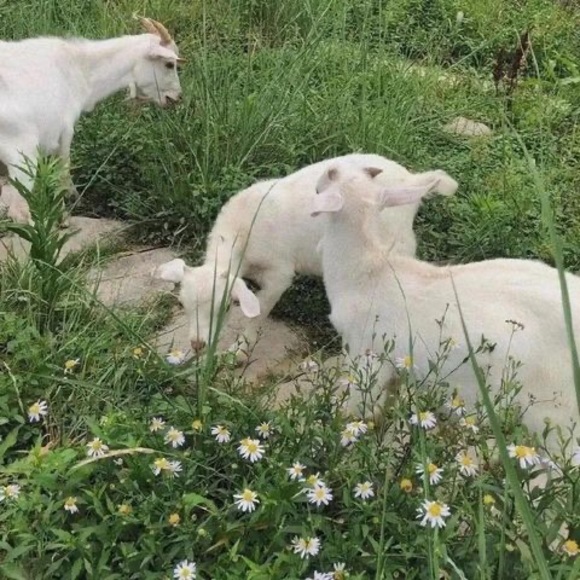 Profile Picture of Lillian Wang (@lianqinxia) on Poshmark