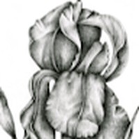 Profile Picture of Iris Pratt(st) (@iris-pratt-st) on Quora