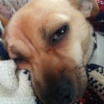 Anna Williams - Instagram Profile Picture of Anna Williams (@wanna38812020) on Instagram