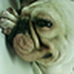 Profile Picture of wing chung shek (@y93895014) on Flickr