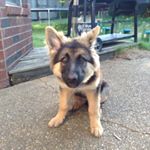 Profile Picture of Joshua Crowley (@joshua_crowley) on Instagram