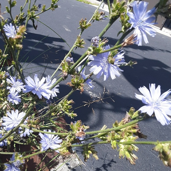 Profile Picture of Ani Landsverk (@analialandz) on Poshmark