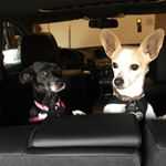 Profile Picture of Becky Lintelman (@milo_nina2) on Instagram