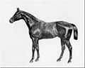 Profile Picture of Kisber (horse)on Wikipedia