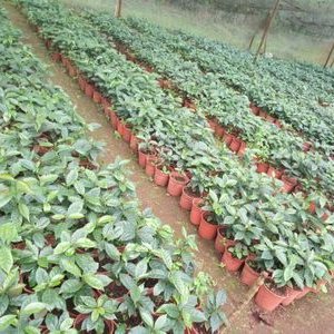 Profile Picture of George Ringo (@GeorgeRingo4) on Twitter