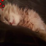 Profile Picture of Cindy Bernier (@cindy.bernier.108) on Instagram