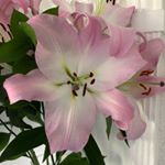 Profile Picture of Kim Haigh (@kimhaigh1) on Instagram