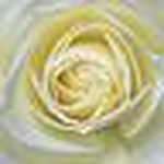 Profile Picture of Julia Xu (@eulb xu) on Flickr